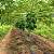 MAMÃO ANÃO BELA NOVA (Carica papaya L.) - Muda com até 80 cm - Imagem 1