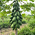 MAMÃO ANÃO BELA NOVA (Carica papaya L.) - Muda com até 80 cm - Imagem 2