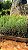 CEDRINHO (Cupressus lusitanica) - Muda de Tubete com 10 cm a 15 cm - Imagem 3