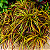 CRÓTON ZANZIBAR (Codiaeum variegatum 'Zanzibar') - Pote 11 - Imagem 2