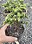 TUIA PAVÃO (Chamaecyparis obtusa 'nana aurea') - Pote 11 - Imagem 1