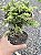 TUIA PAVÃO (Chamaecyparis obtusa 'nana aurea') - Pote 11 - Imagem 2