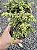 TUIA PAVÃO (Chamaecyparis obtusa 'nana aurea') - Pote 11 - Imagem 3