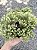 TUIA DOURADA (Thuja occidentalis 'Golden Tuffet') - Muda com até 30 cm - Imagem 3