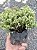 TUIA DOURADA (Thuja occidentalis 'Golden Tuffet') - Muda com até 30 cm - Imagem 1