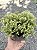TUIA DOURADA (Thuja occidentalis 'Golden Tuffet') - Muda com até 30 cm - Imagem 2