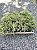 TUIA DOURADA (Thuja occidentalis 'Golden Tuffet') - Muda com até 30 cm - Imagem 6