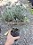 JUNÍPERO AZUL (Juniperus squamata) - Muda com até 30 cm - Imagem 2
