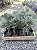 JUNÍPERO AZUL (Juniperus squamata) - Muda com até 30 cm - Imagem 4