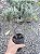 JUNÍPERO AZUL (Juniperus squamata) - Muda com até 30 cm - Imagem 1