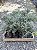 JUNÍPERO AZUL (Juniperus squamata) - Muda com até 30 cm - Imagem 5
