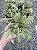 TUIA PRATA (Thuja occidentalis) - Muda com até 30 cm - Imagem 2
