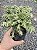 TUIA PRATA (Thuja occidentalis) - Muda com até 30 cm - Imagem 1