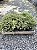 TUIA PRATA (Thuja occidentalis) - Muda com até 30 cm - Imagem 7