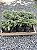 TUIA PRATA (Thuja occidentalis) - Muda com até 30 cm - Imagem 5