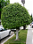 FIGUEIRA BENJAMINA (Ficus benjamina) - Muda com até 1 metro - Imagem 1