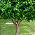 FIGUEIRA BENJAMINA (Ficus benjamina) - Muda com até 1 metro - Imagem 3