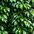 FIGUEIRA BENJAMINA (Ficus benjamina) - Muda com até 1 metro - Imagem 2
