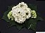 DOMBÉIA ou ASTRAPÉIA BRANCA (Dombeya natalensis) - Muda com até 1 metro - Imagem 5
