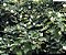 DOMBÉIA ou ASTRAPÉIA BRANCA (Dombeya natalensis) - Muda com até 1 metro - Imagem 6