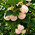 DOMBÉIA ou ASTRAPÉIA BRANCA (Dombeya natalensis) - Muda com até 1 metro - Imagem 2