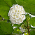 DOMBÉIA ou ASTRAPÉIA BRANCA (Dombeya natalensis) - Muda com até 1 metro - Imagem 1