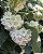 DOMBÉIA ou ASTRAPÉIA BRANCA (Dombeya natalensis) - Muda com até 1 metro - Imagem 4