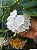 DOMBÉIA ou ASTRAPÉIA BRANCA (Dombeya natalensis) - Muda com até 1 metro - Imagem 3