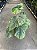 FILODENDRO MAMEI (Philodendron mamei) - Pote 24 - Imagem 3