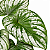 FILODENDRO MAMEI (Philodendron mamei) - Pote 24 - Imagem 2