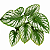 FILODENDRO MAMEI (Philodendron mamei) - Pote 24 - Imagem 1
