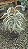 JUSTICIA VARIEGATA (Justicia gendarussa 'Variegata') - Pote 17 - Imagem 4