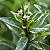 JUSTICIA VARIEGATA (Justicia gendarussa 'Variegata') - Pote 17 - Imagem 1