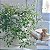TREPADEIRA ANJO (Muehlenbeckia Angel Vine) - Pote 14 - Imagem 1
