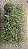 TREPADEIRA ANJO (Muehlenbeckia Angel Vine) - Pote 14 - Imagem 7