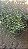 TREPADEIRA ANJO (Muehlenbeckia Angel Vine) - Pote 14 - Imagem 8