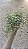 TREPADEIRA ANJO (Muehlenbeckia Angel Vine) - Pote 14 - Imagem 4