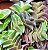 Tradescantia navicularis - Pote 6 - Imagem 3
