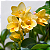 FRÉSIA (Freesia x hybrida) - Muda com até 70 cm - Imagem 3