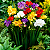 FRÉSIA (Freesia x hybrida) - Muda com até 70 cm - Imagem 4