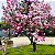 MAGNÓLIA ROSA (Magnolia liliflora) - Muda com 1,50m - Imagem 2