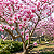 MAGNÓLIA ROSA (Magnolia liliflora) - Muda com 1,50m - Imagem 5