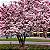 MAGNÓLIA ROSA (Magnolia liliflora) - Muda com 1,50m - Imagem 4