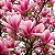 MAGNÓLIA ROSA (Magnolia liliflora) - Muda com 1,50m - Imagem 1