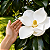MAGNÓLIA BRANCA (Magnolia grandiflora) - Muda Enxertada com 1,50m - Imagem 1