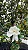 MAGNÓLIA BRANCA (Magnolia grandiflora) - Muda Enxertada com 1,50m - Imagem 2