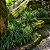 PANDANUS RASTEIRO (Pandanus racemosus) - Muda com 20 a 30 cm - Imagem 3