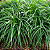PANDANUS RASTEIRO (Pandanus racemosus) - Muda com 20 a 30 cm - Imagem 2