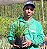 PANDANUS RASTEIRO (Pandanus racemosus) - Muda com 20 a 30 cm - Imagem 4