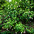 MALVAVISCO ROSA (Malvaviscus arboreus 'Penduliflorus 'Rosea') - Muda com até 60 cm - Imagem 4